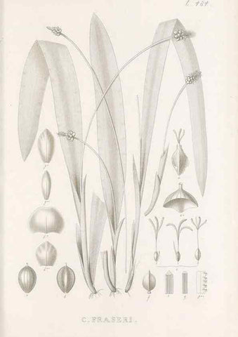 Reproducción/Reproduction 48683515587: Illustrations of the genus Carex. London :William Pamplin,1858-1867.. 