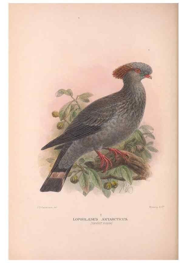 Reproducción/Reproduction 48684203871: The Birds of Australia. London :Witherby & Co.,1910-1927.. 