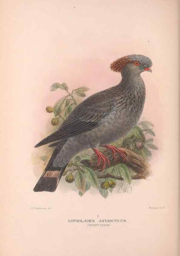 Reproducción/Reproduction 48684203871: The Birds of Australia. London :Witherby & Co.,1910-1927.. 