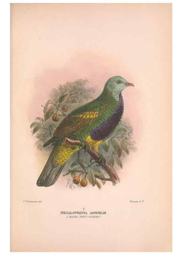 Reproducción/Reproduction 48684378222: The Birds of Australia. London :Witherby & Co.,1910-1927.. 