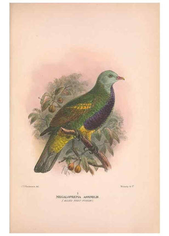 Reproducción/Reproduction 48684378222: The Birds of Australia. London :Witherby & Co.,1910-1927.. 