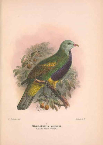 Reproducción/Reproduction 48684378222: The Birds of Australia. London :Witherby & Co.,1910-1927.. 