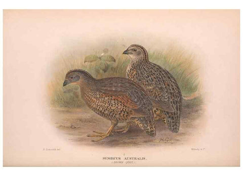 Reproducción/Reproduction 48683858973: The Birds of Australia. London :Witherby & Co.,1910-1927.. 