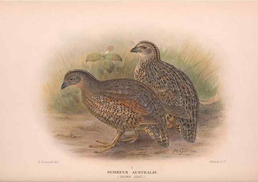 Reproducción/Reproduction 48683858973: The Birds of Australia. London :Witherby & Co.,1910-1927.. 