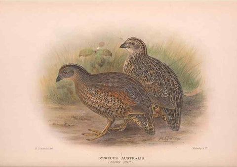 Reproducción/Reproduction 48683858973: The Birds of Australia. London :Witherby & Co.,1910-1927.. 