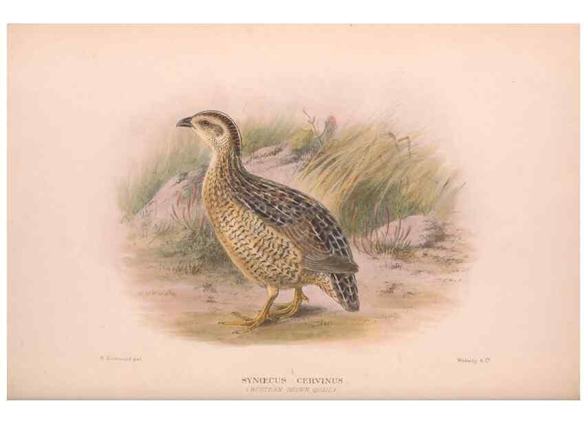 Reproducción/Reproduction 48684198526: The Birds of Australia. London :Witherby & Co.,1910-1927.. 