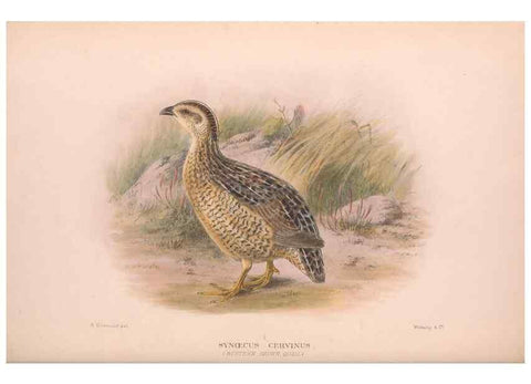 Reproducción/Reproduction 48684198526: The Birds of Australia. London :Witherby & Co.,1910-1927.. 