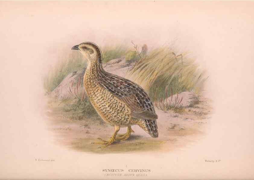 Reproducción/Reproduction 48684198526: The Birds of Australia. London :Witherby & Co.,1910-1927.. 