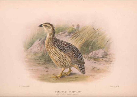 Reproducción/Reproduction 48684198526: The Birds of Australia. London :Witherby & Co.,1910-1927.. 