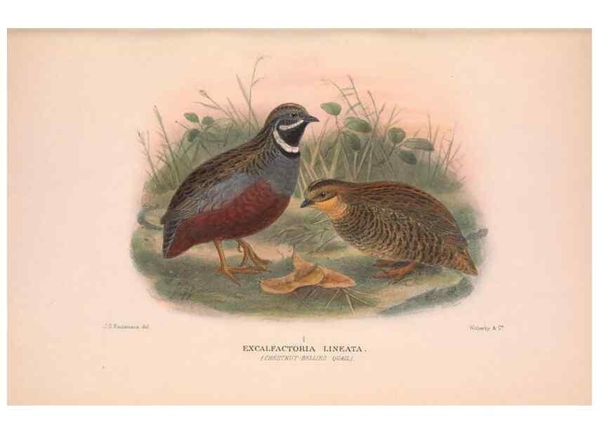Reproducción/Reproduction 48684373642: The Birds of Australia. London :Witherby & Co.,1910-1927.. 