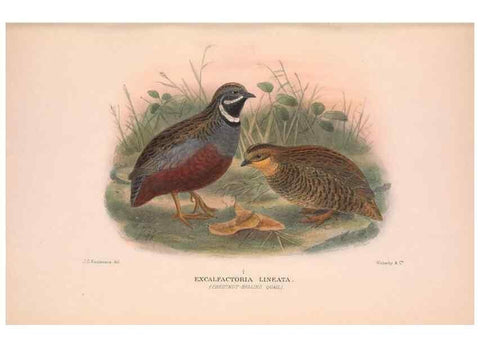 Reproducción/Reproduction 48684373642: The Birds of Australia. London :Witherby & Co.,1910-1927.. 