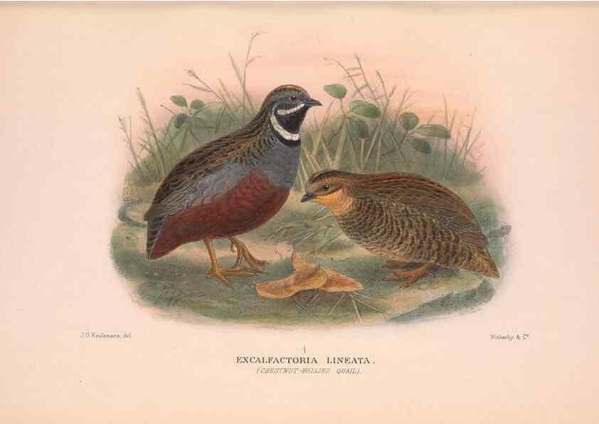 Reproducción/Reproduction 48684373642: The Birds of Australia. London :Witherby & Co.,1910-1927.. 