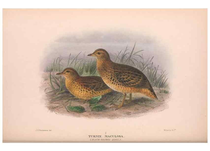 Reproducción/Reproduction 48684199156: The Birds of Australia. London :Witherby & Co.,1910-1927.. 
