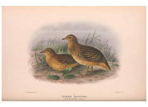 Reproducción/Reproduction 48684199156: The Birds of Australia. London :Witherby & Co.,1910-1927.. 