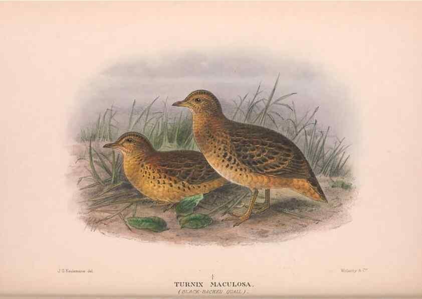 Reproducción/Reproduction 48684199156: The Birds of Australia. London :Witherby & Co.,1910-1927.. 