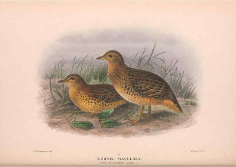 Reproducción/Reproduction 48684199156: The Birds of Australia. London :Witherby & Co.,1910-1927.. 