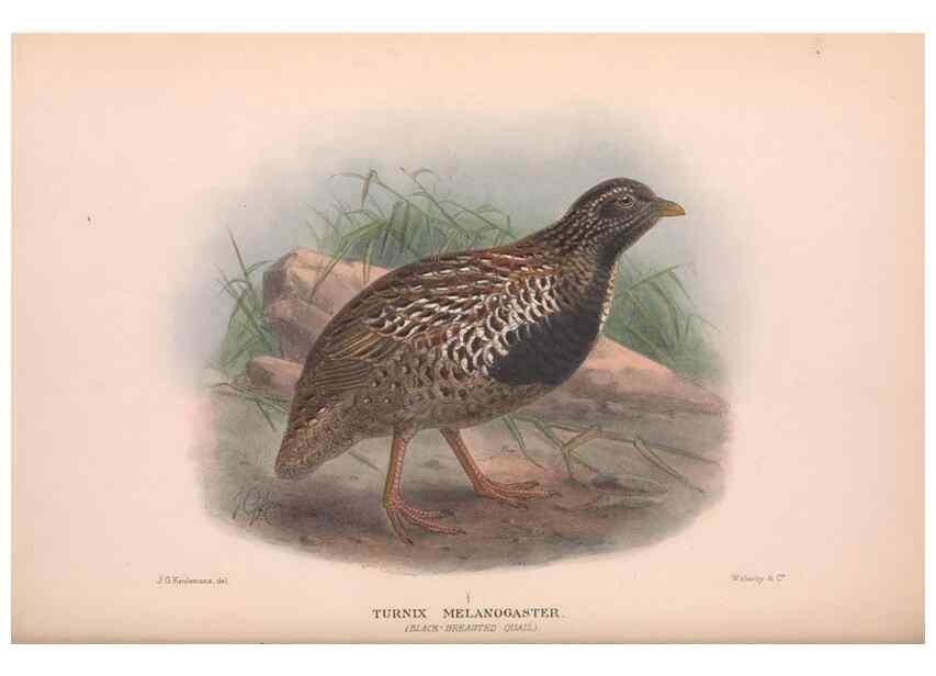 Reproducción/Reproduction 48684374162: The Birds of Australia. London :Witherby & Co.,1910-1927.. 