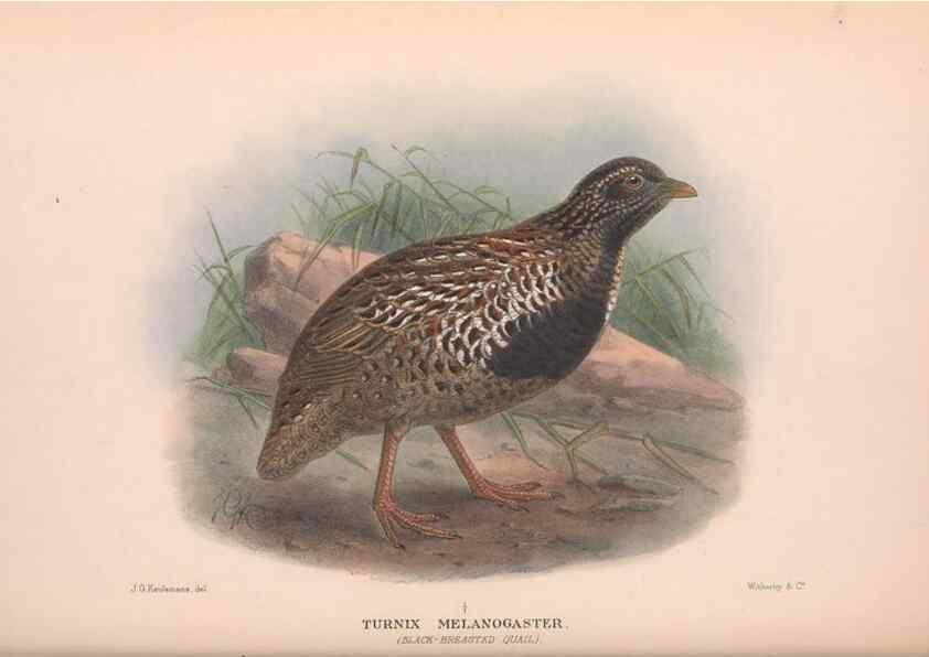 Reproducción/Reproduction 48684374162: The Birds of Australia. London :Witherby & Co.,1910-1927.. 
