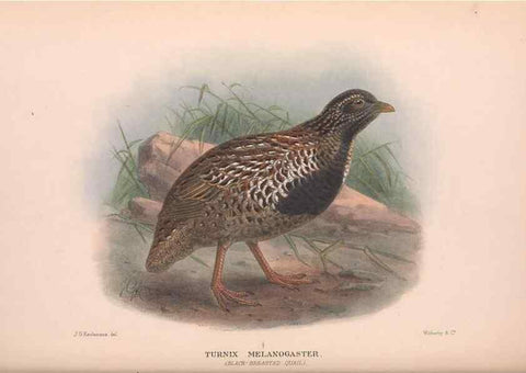 Reproducción/Reproduction 48684374162: The Birds of Australia. London :Witherby & Co.,1910-1927.. 