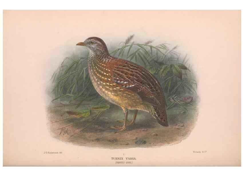 Reproducción/Reproduction 48684199796: The Birds of Australia. London :Witherby & Co.,1910-1927.. 