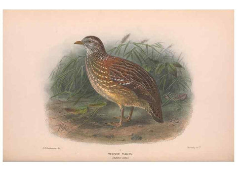 Reproducción/Reproduction 48684199796: The Birds of Australia. London :Witherby & Co.,1910-1927.. 