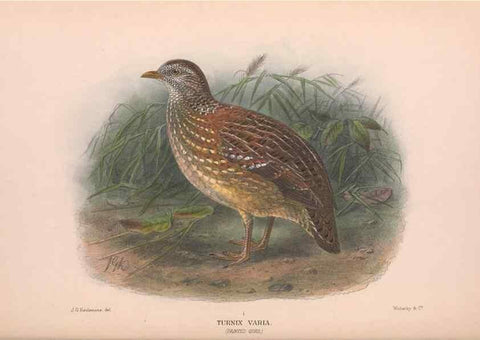 Reproducción/Reproduction 48684199796: The Birds of Australia. London :Witherby & Co.,1910-1927.. 