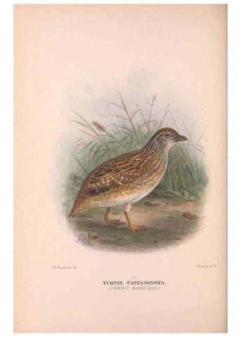 Reproducción/Reproduction 48683860983: The Birds of Australia. London :Witherby & Co.,1910-1927.. 