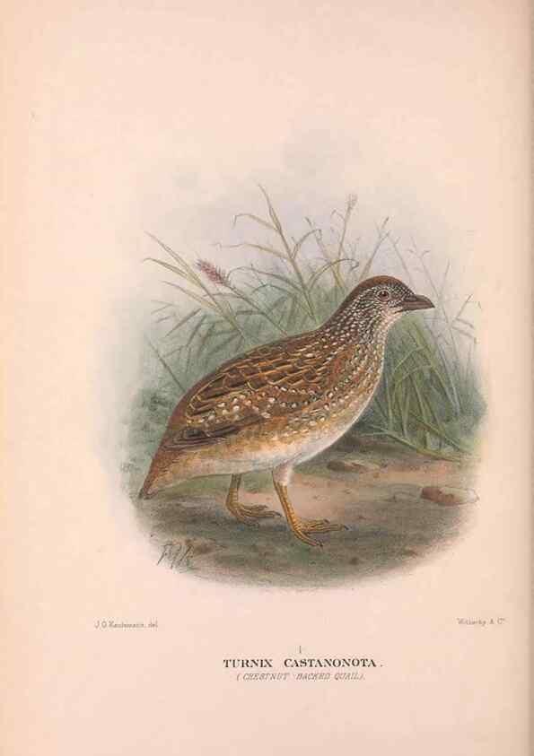 Reproducción/Reproduction 48683860983: The Birds of Australia. London :Witherby & Co.,1910-1927.. 