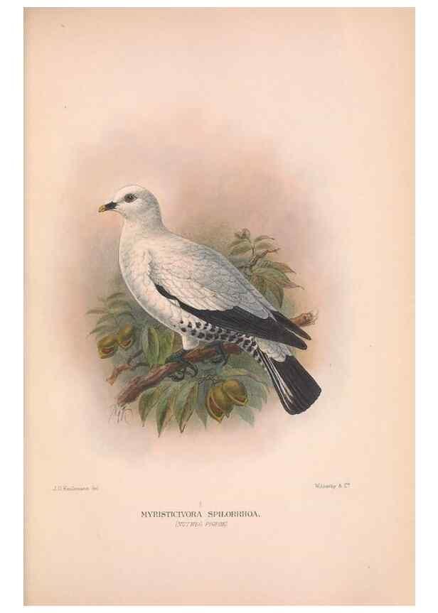 Reproducción/Reproduction 48684378507: The Birds of Australia. London :Witherby & Co.,1910-1927.. 