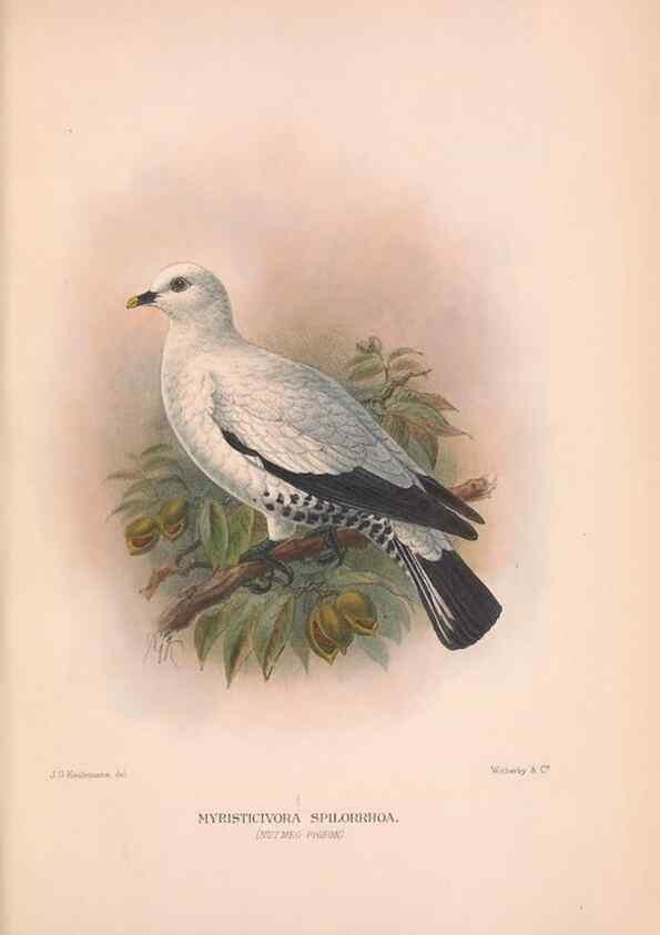 Reproducción/Reproduction 48684378507: The Birds of Australia. London :Witherby & Co.,1910-1927.. 
