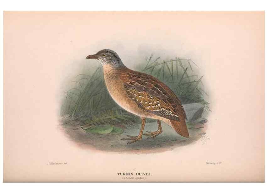 Reproducción/Reproduction 48683861403: The Birds of Australia. London :Witherby & Co.,1910-1927.. 