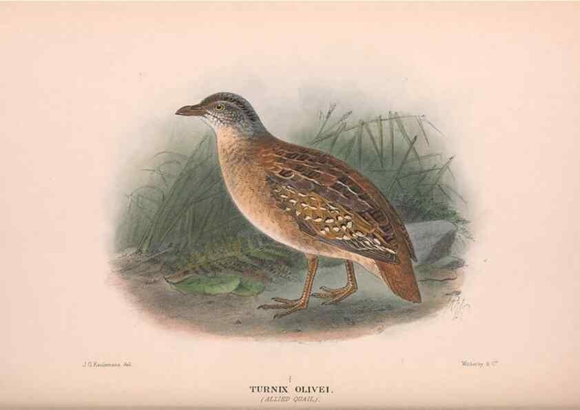 Reproducción/Reproduction 48683861403: The Birds of Australia. London :Witherby & Co.,1910-1927.. 