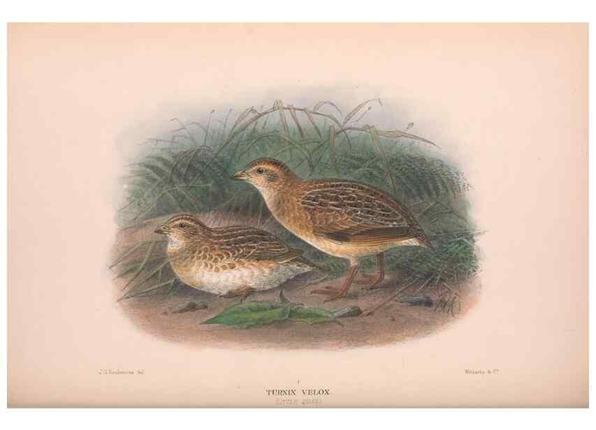 Reproducción/Reproduction 48684376017: The Birds of Australia. London :Witherby & Co.,1910-1927.. 