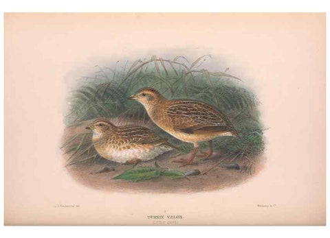 Reproducción/Reproduction 48684376017: The Birds of Australia. London :Witherby & Co.,1910-1927.. 
