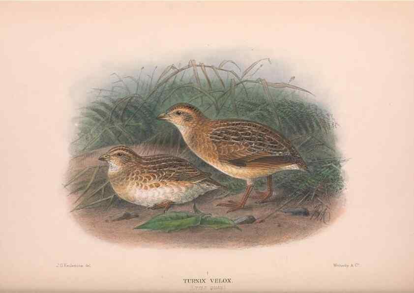Reproducción/Reproduction 48684376017: The Birds of Australia. London :Witherby & Co.,1910-1927.. 