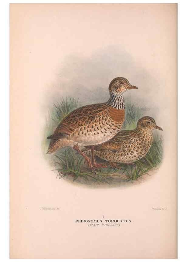 Reproducción/Reproduction 48684201561: The Birds of Australia. London :Witherby & Co.,1910-1927.. 