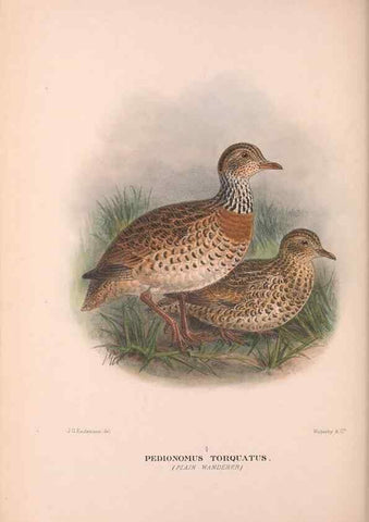 Reproducción/Reproduction 48684201561: The Birds of Australia. London :Witherby & Co.,1910-1927.. 