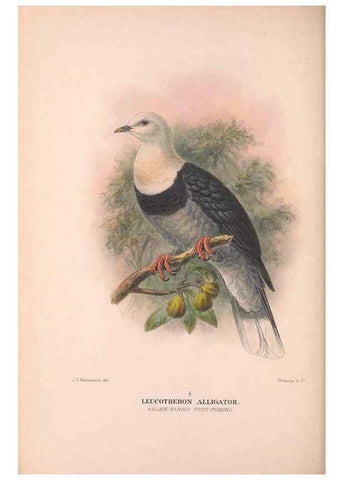 Reproducción/Reproduction 48684201836: The Birds of Australia. London :Witherby & Co.,1910-1927.. 