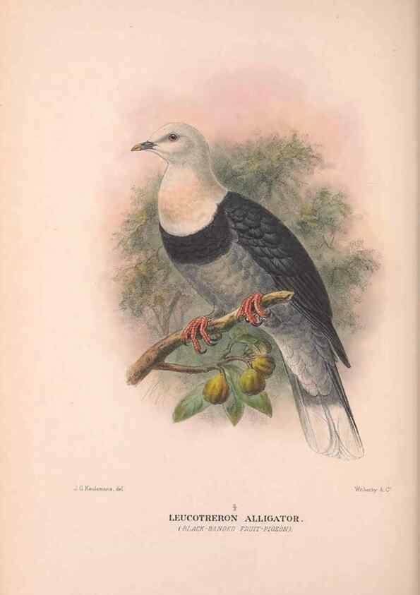 Reproducción/Reproduction 48684201836: The Birds of Australia. London :Witherby & Co.,1910-1927.. 