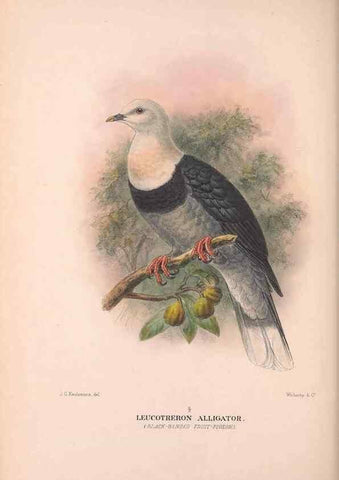 Reproducción/Reproduction 48684201836: The Birds of Australia. London :Witherby & Co.,1910-1927.. 