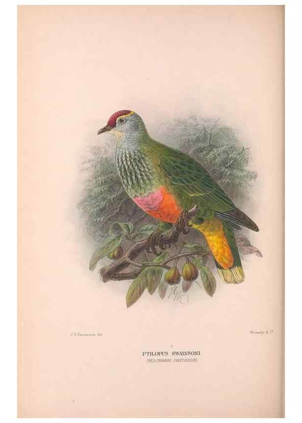 Reproducción/Reproduction 48684377052: The Birds of Australia. London :Witherby & Co.,1910-1927.. 