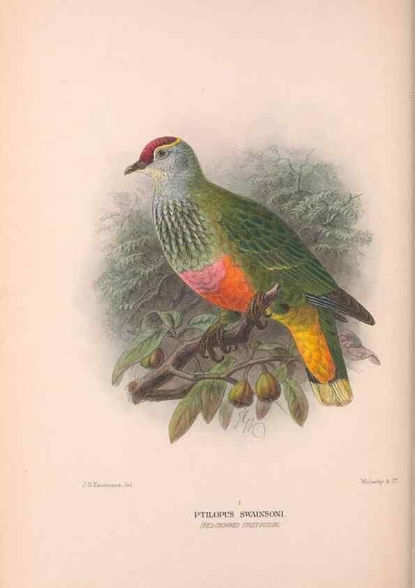 Reproducción/Reproduction 48684377052: The Birds of Australia. London :Witherby & Co.,1910-1927.. 