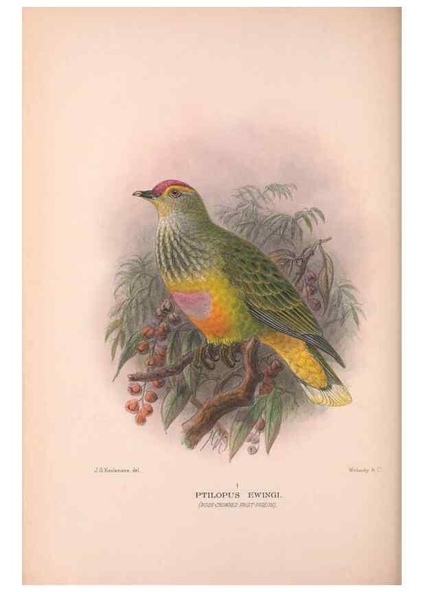 Reproducción/Reproduction 48684202481: The Birds of Australia. London :Witherby & Co.,1910-1927.. 