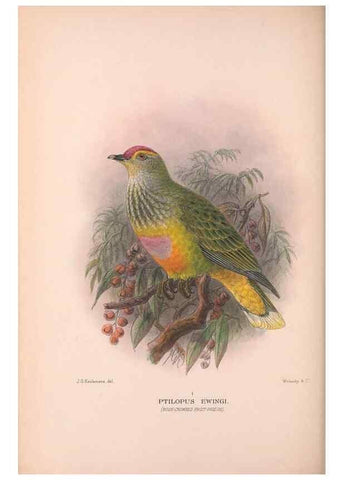 Reproducción/Reproduction 48684202481: The Birds of Australia. London :Witherby & Co.,1910-1927.. 