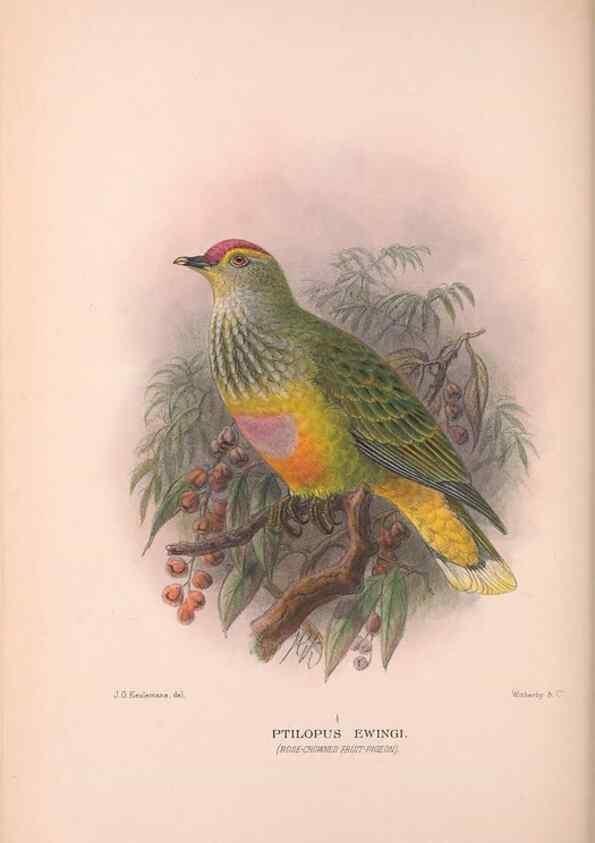 Reproducción/Reproduction 48684202481: The Birds of Australia. London :Witherby & Co.,1910-1927.. 