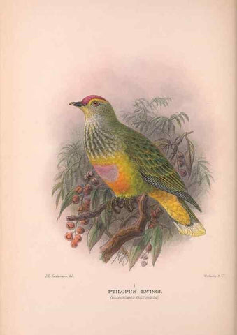 Reproducción/Reproduction 48684202481: The Birds of Australia. London :Witherby & Co.,1910-1927.. 
