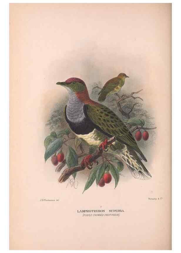 Reproducción/Reproduction 48683863838: The Birds of Australia. London :Witherby & Co.,1910-1927.. 