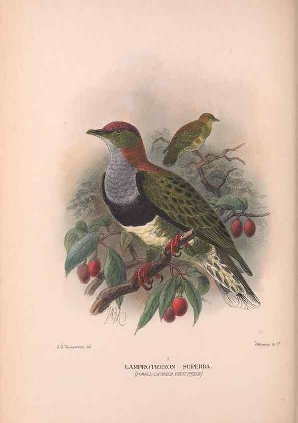 Reproducción/Reproduction 48683863838: The Birds of Australia. London :Witherby & Co.,1910-1927.. 