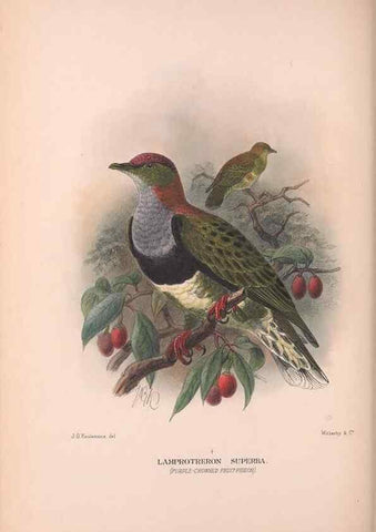 Reproducción/Reproduction 48683863838: The Birds of Australia. London :Witherby & Co.,1910-1927.. 