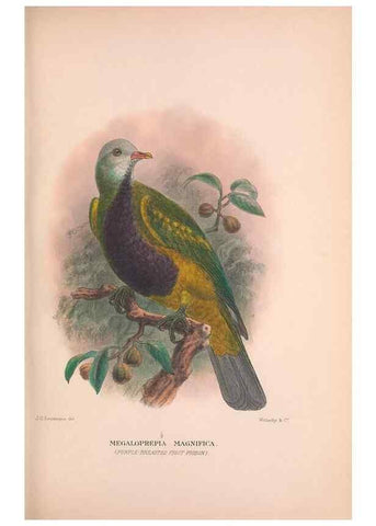 Reproducción/Reproduction 48683864168: The Birds of Australia. London :Witherby & Co.,1910-1927.. 